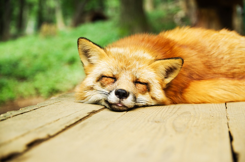 animal-967657_960_720 animal-967657_960_720